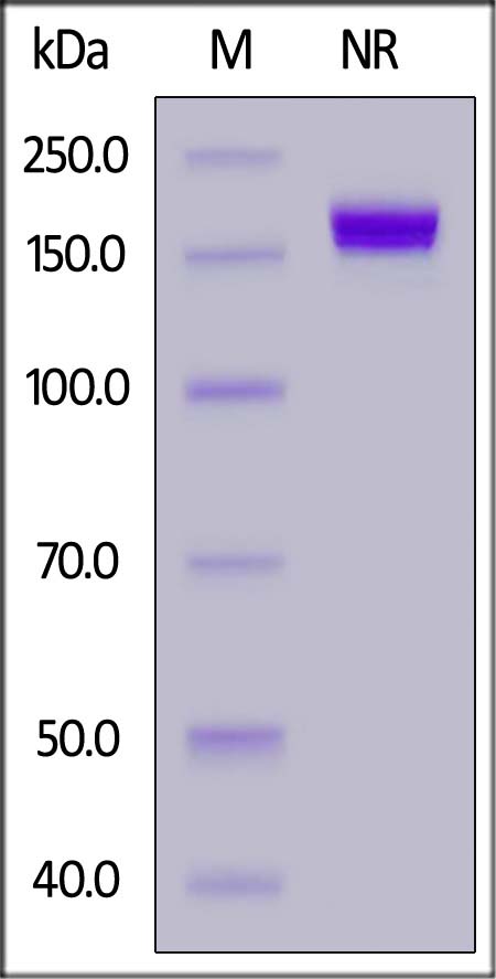 Human 4-1BB Ligand (71-254), Fc Tag, active trimer (Cat. No. 41L-H5265) SDS-PAGE gel