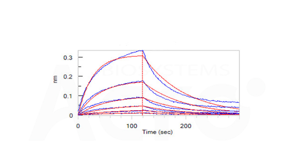 Biotinylated Human BLI