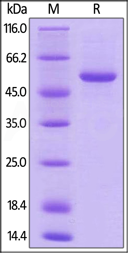 Biotinylated Human 4-1BB Ligand, Fc,Avitag (Cat. No. 41L-H82F9) SDS-PAGE gel