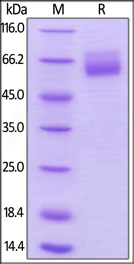 Human HVEM, Mouse IgG2a Fc Tag, low endotoxin (Cat. No. HVM-H5255) SDS-PAGE gel