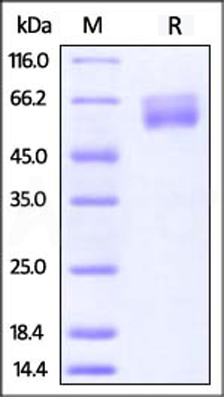 Biotinylated Human HVEM, Fc,Avitag (Cat. No. HV4-H82F1) SDS-PAGE gel