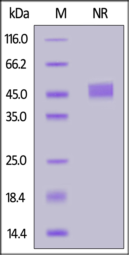 Mouse CD40 Ligand, His,Flag Tag (Cat. No. CDL-M52D5) SDS-PAGE gel
