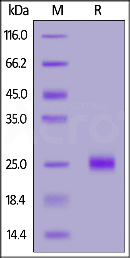 Biotinylated Mouse CD40 Ligand, His,Avitag (Cat. No. CDL-M82H5) SDS-PAGE gel