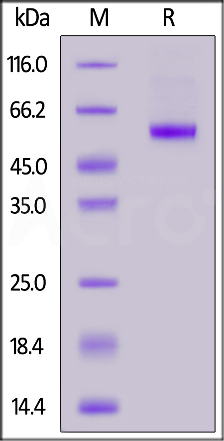 Biotinylated Human CD40 Ligand, Avitag,His,Flag Tag  (Cat. No. CDL-H82Db) SDS-PAGE gel