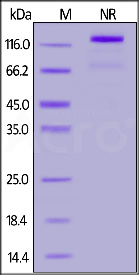 Human CD40 Ligand, Fc Tag (active trimer) (MALS verified) (Cat. No. CDL-H5269) SDS-PAGE gel