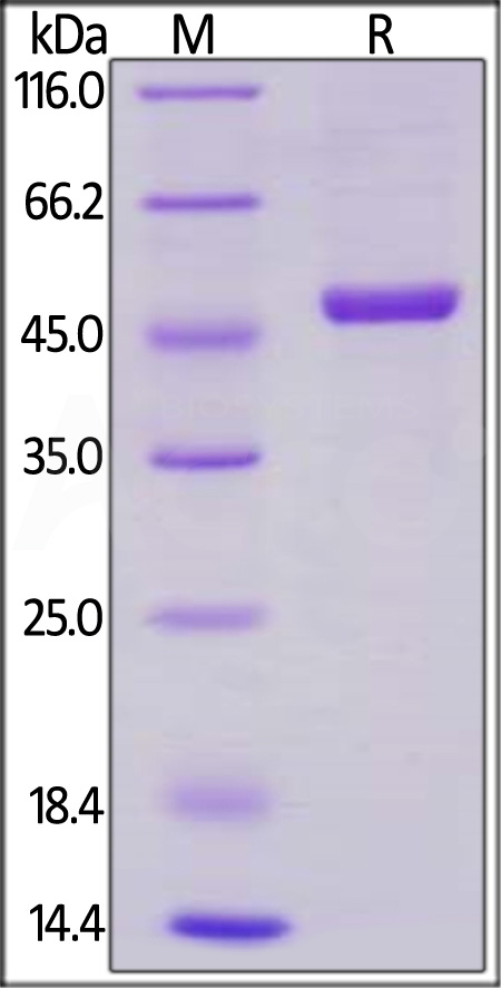 Human / Rhesus macaque CD40 Ligand, Mouse IgG2a Fc Tag, low endotoxin (Cat. No. CDL-H5256) SDS-PAGE gel