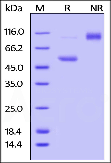 Mouse CD40 Ligand, Fc Tag (Cat. No. CDL-M526x) SDS-PAGE gel