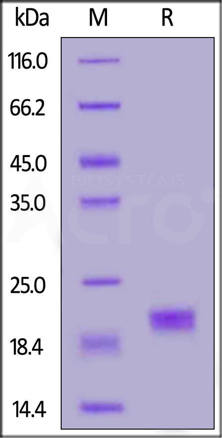 Mouse CD40 Ligand, His Tag (active trimer) (MALS verified) (Cat. No. CDL-M5248) SDS-PAGE gel