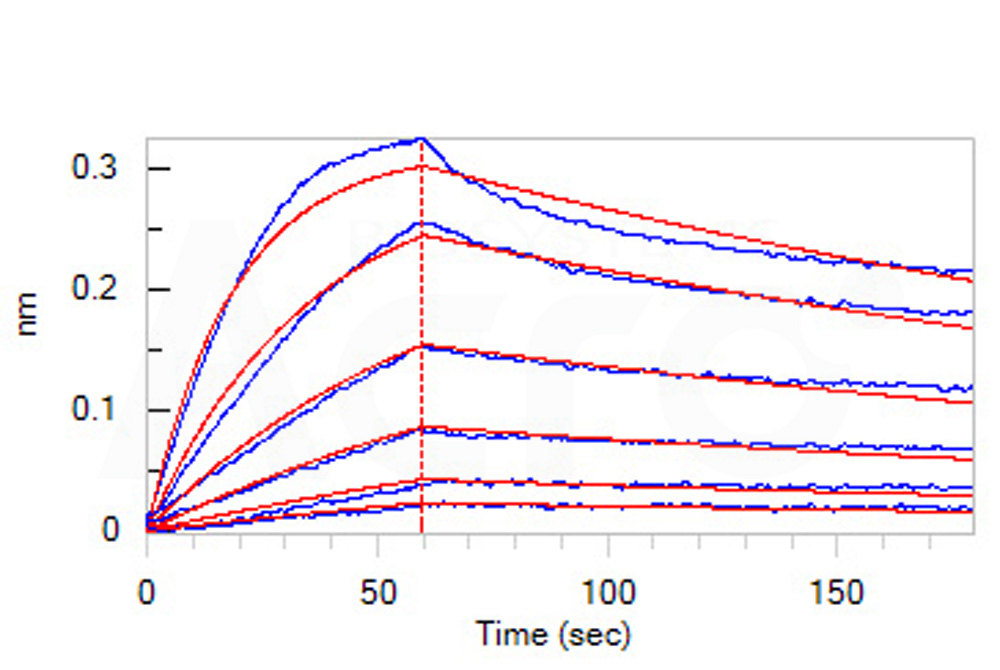 Biotinylated Human BLI