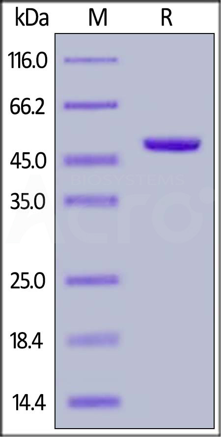 Human TRAIL, Mouse IgG2a Fc Tag (Cat. No. TRL-H5259) SDS-PAGE gel