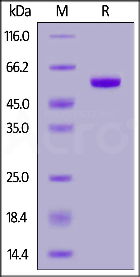 Cynomolgus APRIL, His,Flag Tag (Cat. No. APL-C52D2) SDS-PAGE gel