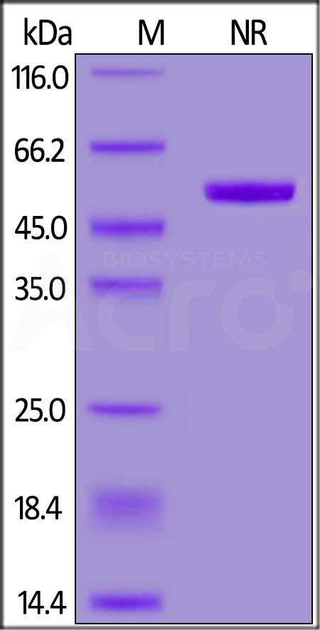 Human APRIL, His,Flag Tag, active trimer (Cat. No. APL-H52D1) SDS-PAGE gel