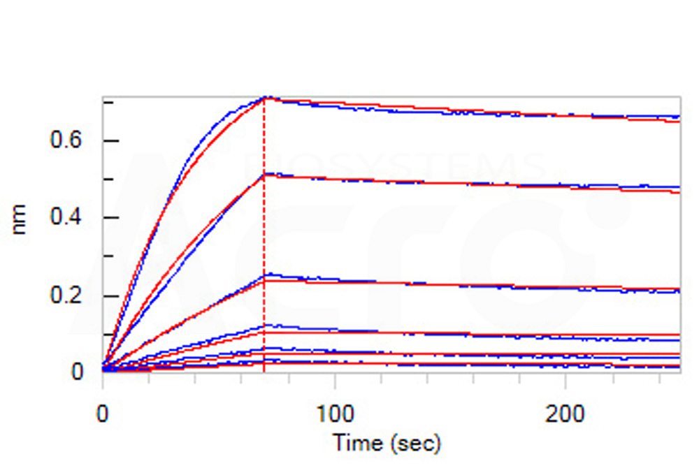 Biotinylated Human BLI