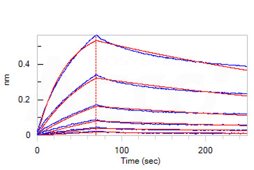 Biotinylated Human BLI