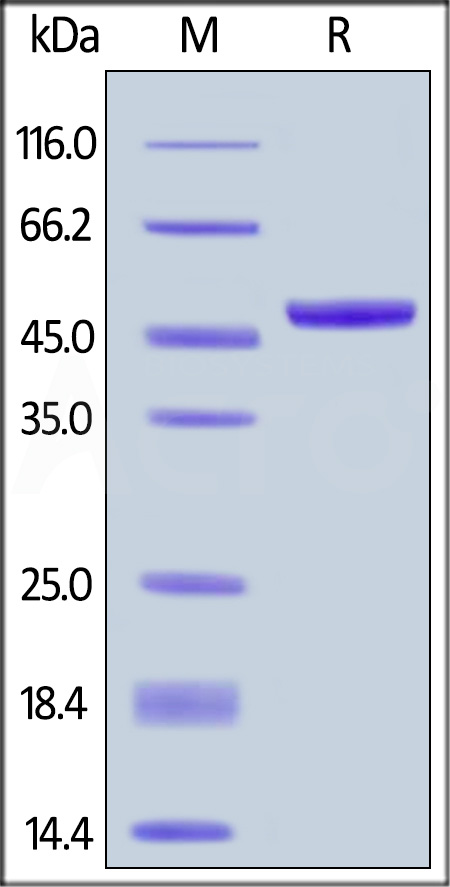 Biotinylated Human APRIL, Fc,Avitag (Cat. No. APL-H82F5) SDS-PAGE gel
