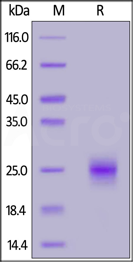 Biotinylated Human GITR, His,Avitag™ (Cat. No. GIR-H82E1) SDS-PAGE gel