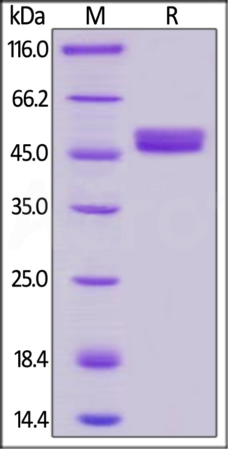 Human GITR, Mouse IgG2a Fc Tag, low endotoxin (Cat. No. GIR-H525a) SDS-PAGE gel