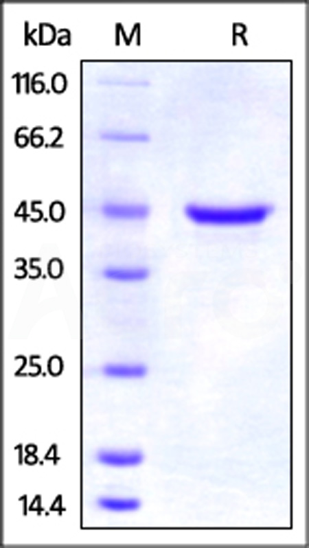 Rat GITR, Fc Tag (Cat. No. GIR-R5253) SDS-PAGE gel