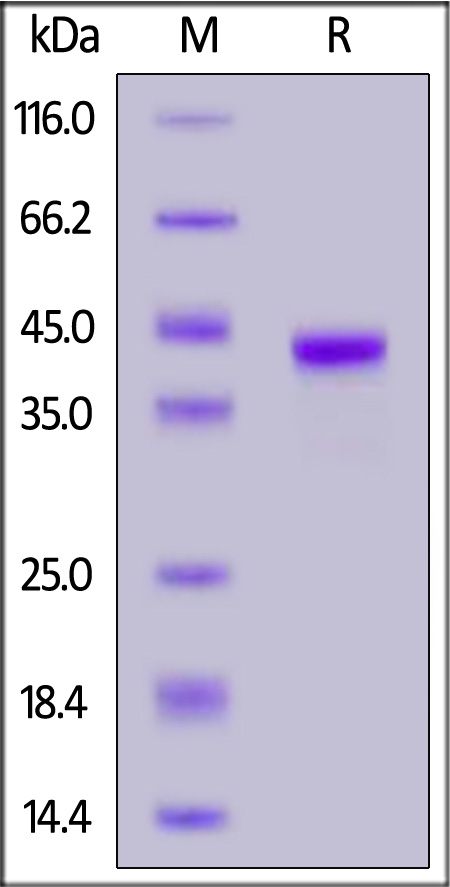 Human CCL1, Fc Tag (Cat. No. CC1-H5254) SDS-PAGE gel