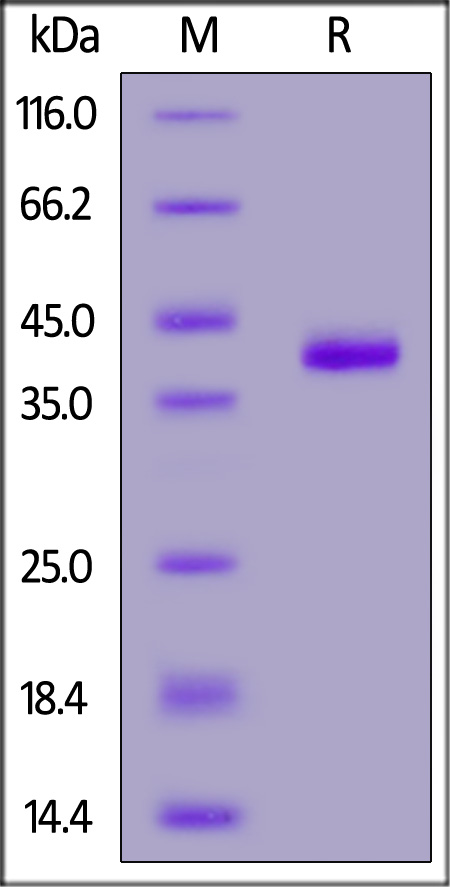 Human CCL17, Fc Tag (Cat. No. CC7-H5256) SDS-PAGE gel