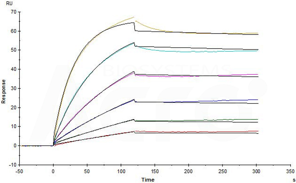 Biotinylated Human SPR