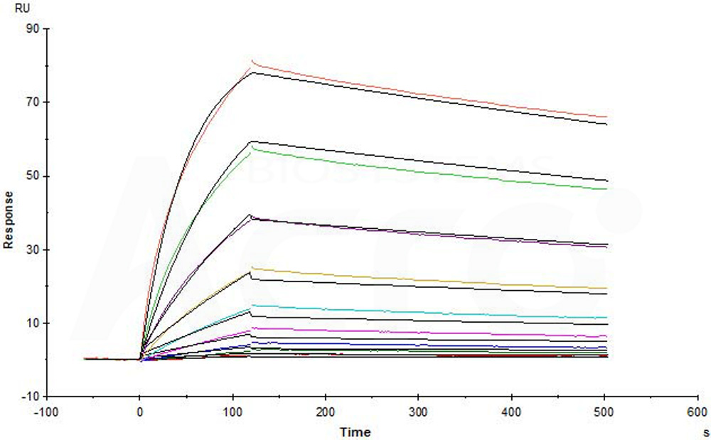 Biotinylated Human SPR