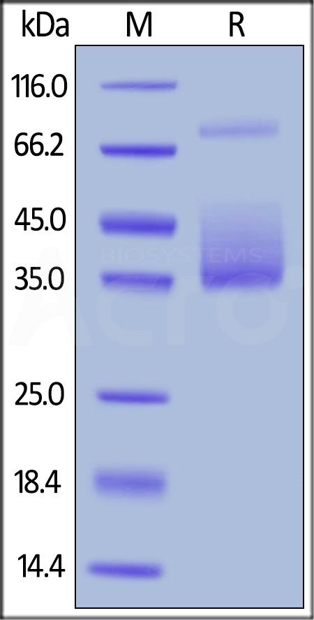 Biotinylated Human M-CSF, His,Avitag (Cat. No. MCF-H82E6) SDS-PAGE gel