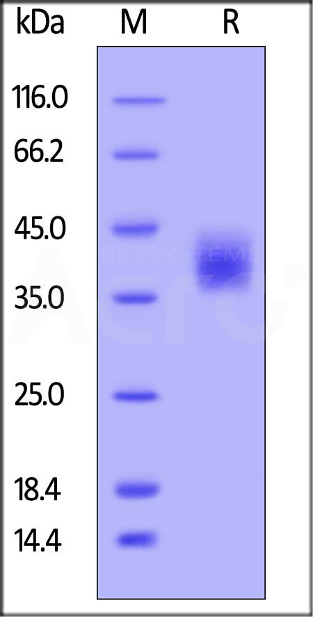 Human M-CSF, His Tag (Cat. No. MCF-H5247) SDS-PAGE gel