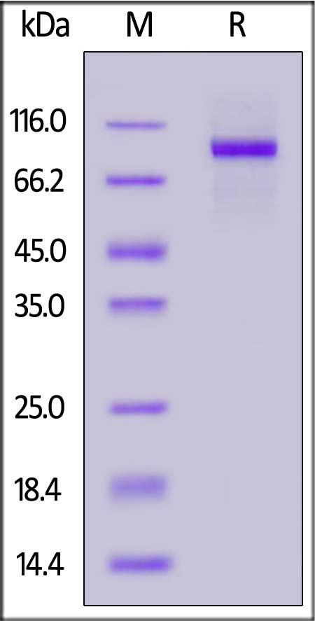 Biotinylated Human G-CSF R, Avitag,His Tag (Cat. No. GCR-H82E4) SDS-PAGE gel