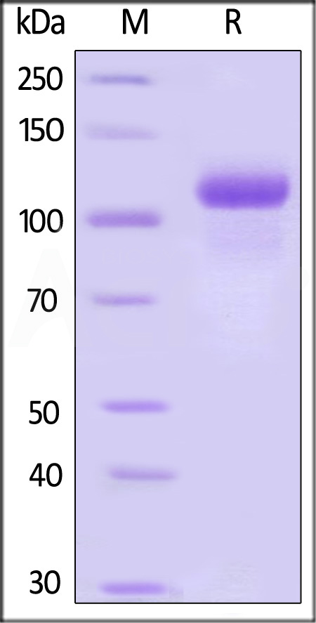 Human G-CSF R, Fc Tag (Cat. No. GCR-H5250) SDS-PAGE gel