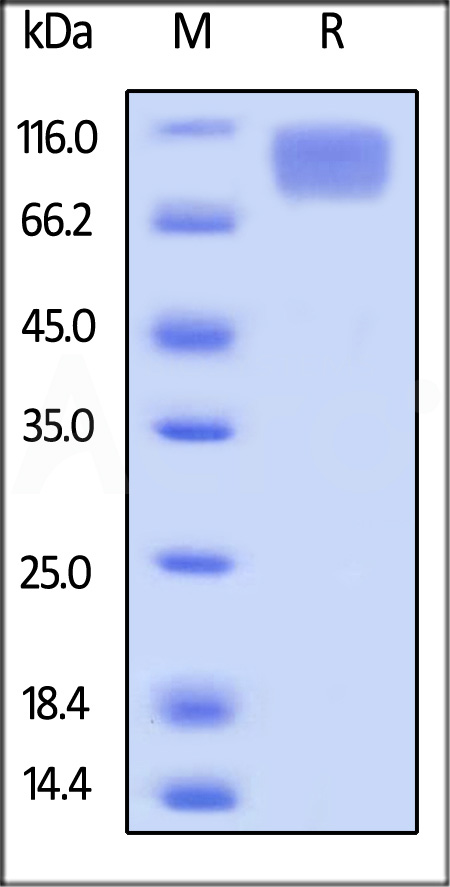 Biotinylated Mouse M-CSF R, Avitag,His Tag (Cat. No. CSR-M82E8) SDS-PAGE gel