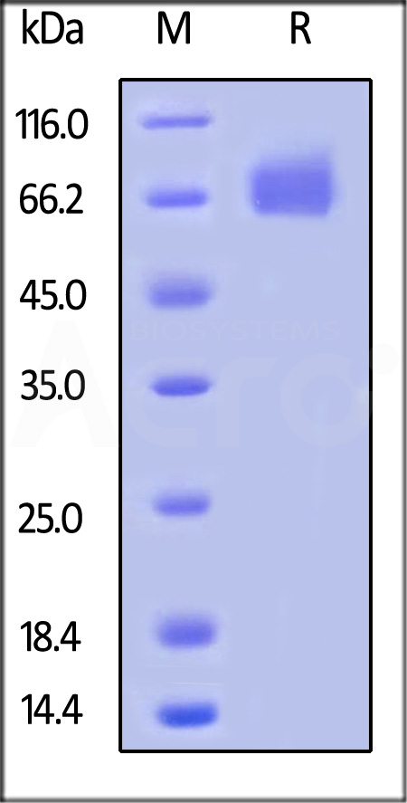 Biotinylated Human M-CSF R, Avitag,His Tag (Cat. No. CSR-H82E0) SDS-PAGE gel