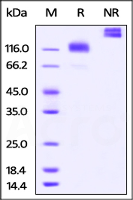 Cynomolgus M-CSF R, Fc Tag (Cat. No. CSR-C5252) SDS-PAGE gel