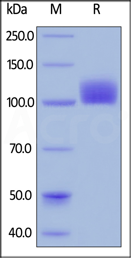 Human M-CSF R, Fc Tag, low endotoxin (Cat. No. CSR-H5258) SDS-PAGE gel