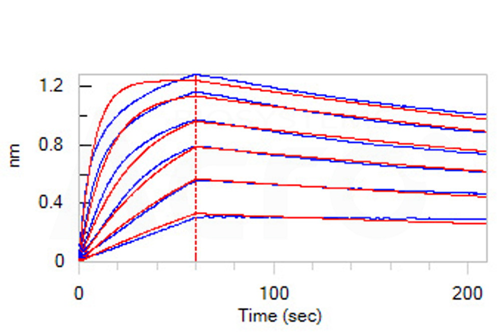 Biotinylated Human BLI