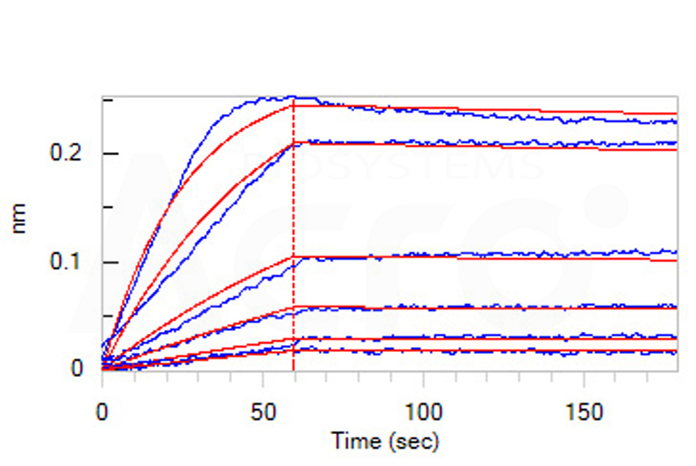 Biotinylated Human BLI