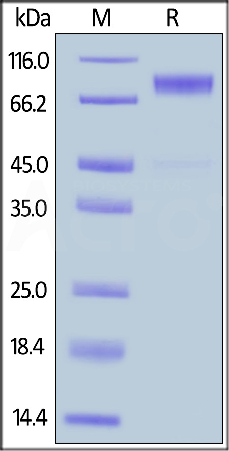 Human M-CSF R, His Tag (Cat. No. CSR-H5228) SDS-PAGE gel