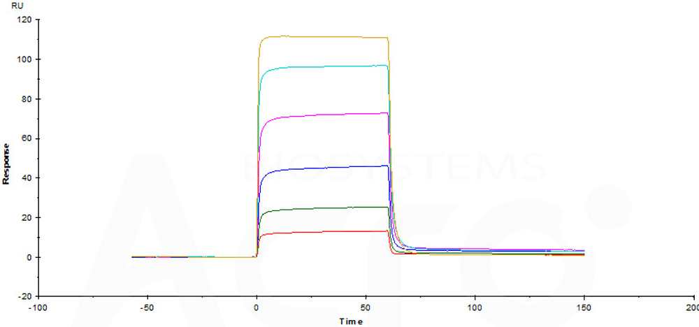 Biotinylated Human SPR