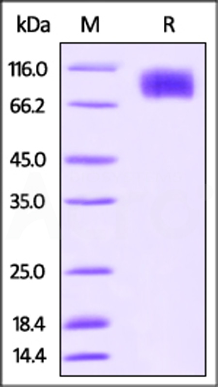 Cynomolgus M-CSF R, His Tag (Cat. No. CSR-C52E1) SDS-PAGE gel