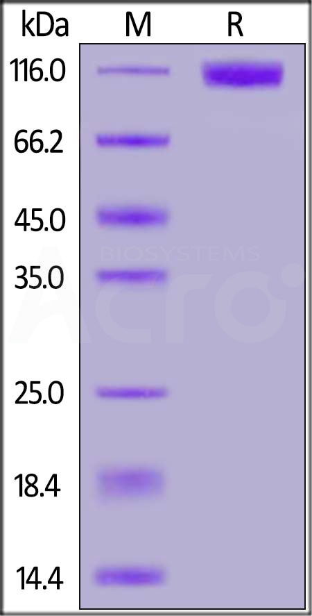 Human M-CSF R,  Mouse IgG2a Fc Tag (MALS verified) (Cat. No. CSR-H5255) SDS-PAGE gel