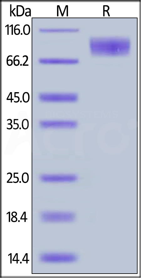 Canine M-CSF R, His Tag (Cat. No. CSR-C82H3) SDS-PAGE gel