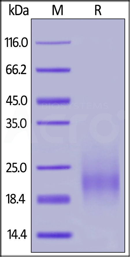ActiveMax® Human GM-CSF, Tag Free (Cat. No. GMF-H4214) SDS-PAGE gel