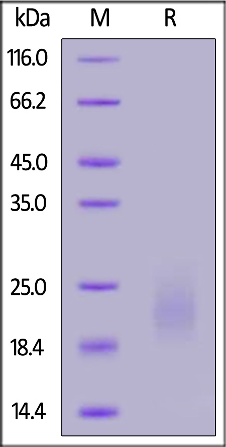Biotinylated Human GM-CSF, epitope tag free, primary amine labeling (Cat. No. GMF-H8214) SDS-PAGE gel