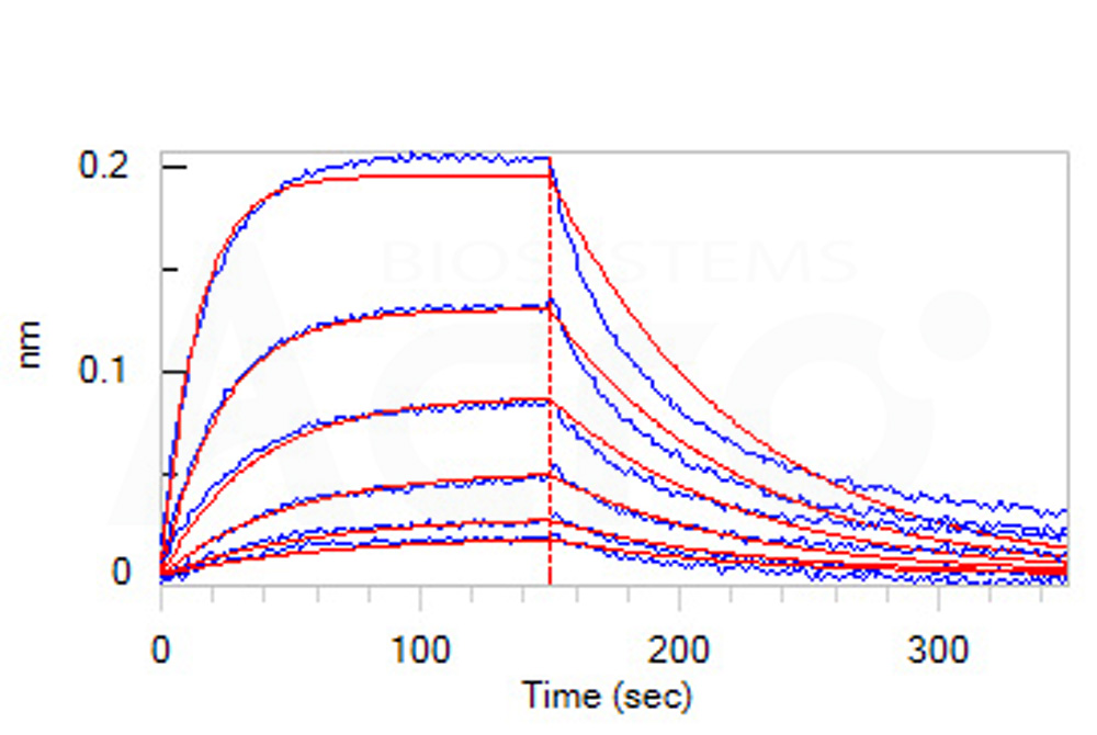 Biotinylated Human BLI
