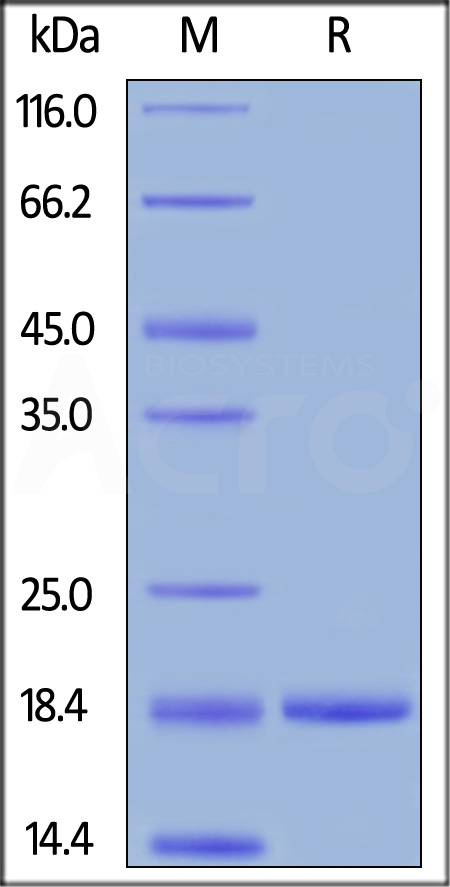 ActiveMax® Human G-CSF, Tag Free (Cat. No. GCF-H5214) SDS-PAGE gel