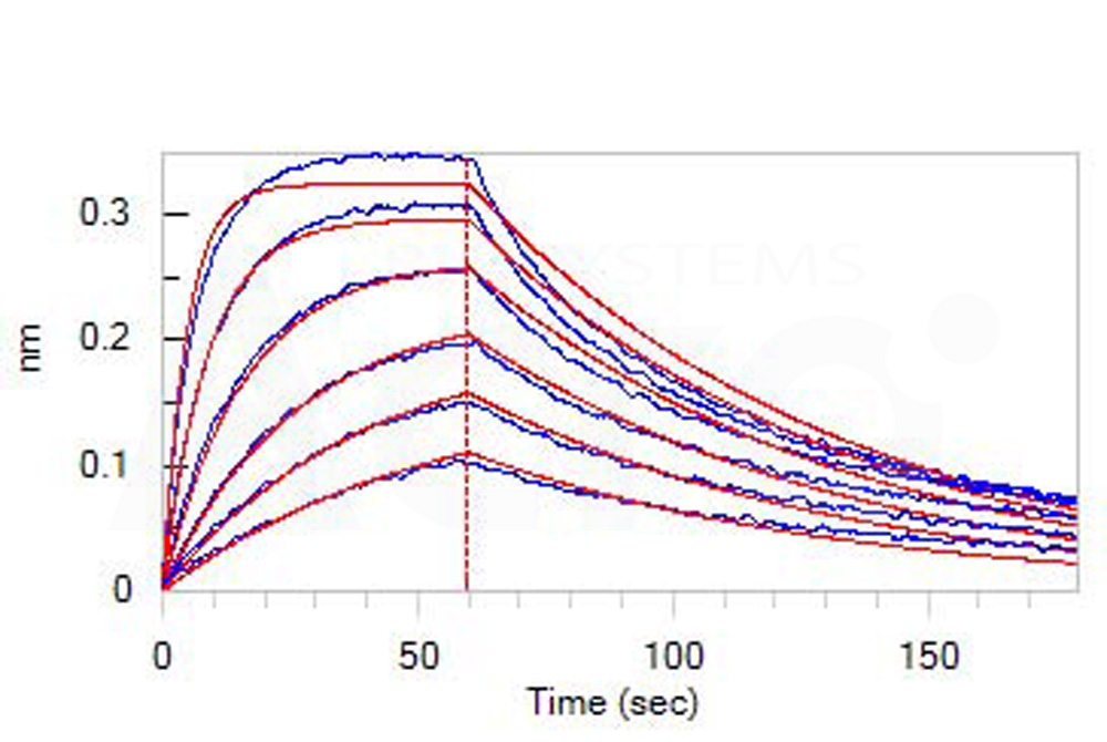 Biotinylated Human BLI