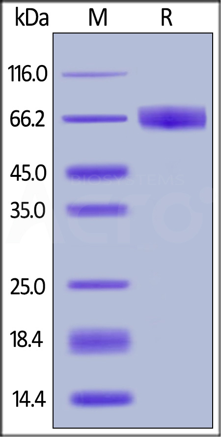 Human IFN-gamma R1, Fc Tag (Cat. No. IF1-H5254) SDS-PAGE gel