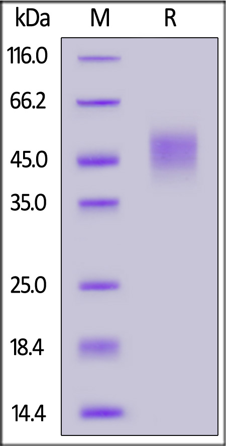 Mouse IFN-alpha / beta R2, His Tag (Cat. No. IF2-M5225) SDS-PAGE gel