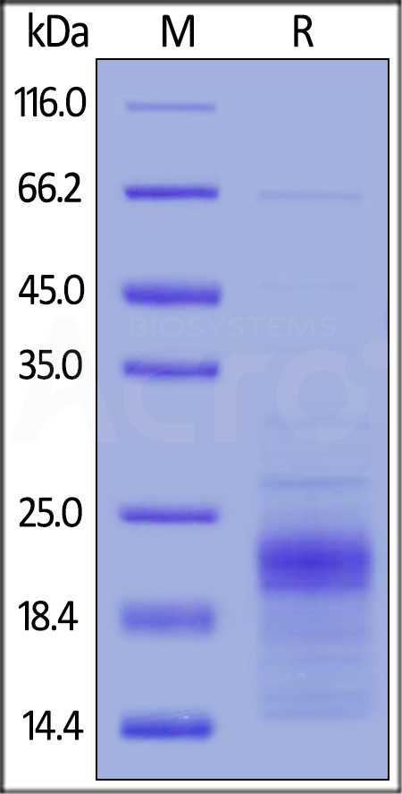 ActiveMax® Human IFN-gamma, Tag Free (Cat. No. IFG-H4211) SDS-PAGE gel