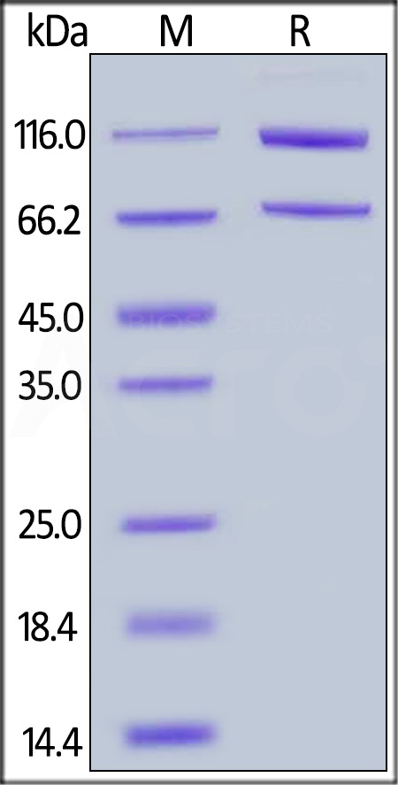Cynomolgus Complement C5, His Tag (Cat. No. CO5-C52Hx) SDS-PAGE gel